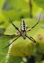 Black And Yellow Garden Spider Argiope Aurantia, Eating Prey