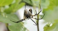 Black And Yellow Garden Spider Argiope Aurantia, Eating Prey