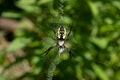 Black-and-yellow Garden Spider - Argiope Aurantia