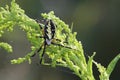 Black-and-yellow Garden Spider (Argiope Aurantia)