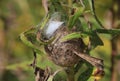 Black and Yellow Garden spider egg sac Royalty Free Stock Photo