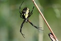Black & Yellow Garden Spider Female