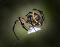 A black and yellow garden spider spins a silk cocoon around a hapless victim