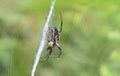 Black and Yellow Garden Spider in web Royalty Free Stock Photo