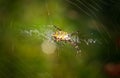 Black and yellow garden spider on web. Royalty Free Stock Photo