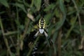 Black and Yellow Garden Spider in web Royalty Free Stock Photo