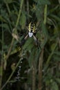 Black and Yellow Garden Spider in web Royalty Free Stock Photo