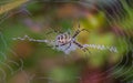 Black and yellow garden spider on web. Royalty Free Stock Photo