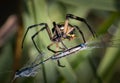 A Garden Spider wraps up a blue dragonfly caught in its web