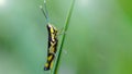 black and yellow grasshopper in the grass, macro photo. Small insect with long antennas and powerful legs 