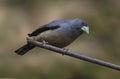 Black-and-yellow grosbeak female Royalty Free Stock Photo