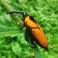 Black and yellow horn beetle on forest Royalty Free Stock Photo