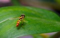 Black and yellow hoverfly(syrpidae) with incredible image details