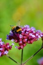 Black and yellow humble bee gathers nectar on a violet red flower. The vertical picture has blurred green background Royalty Free Stock Photo