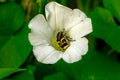 Black and yellow insect on a white flower. Bee on a white bud Royalty Free Stock Photo