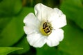 Black and yellow insect on a white flower. Bee on a white bud Royalty Free Stock Photo