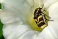 Black and yellow insect on a white flower. Bee on a white bud Royalty Free Stock Photo