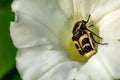 Black and yellow insect on a white flower. Bee on a white bud Royalty Free Stock Photo