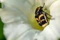 Black and yellow insect on a white flower. Bee on a white bud Royalty Free Stock Photo