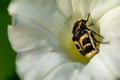 Black and yellow insect on a white flower. Bee on a white bud Royalty Free Stock Photo