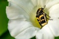 Black and yellow insect on a white flower. Bee on a white bud Royalty Free Stock Photo