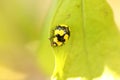 Black and Yellow Ladybug Royalty Free Stock Photo