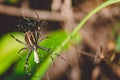 A black-and-yellow live spider crawls through its web