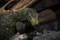 Black and yellow Lizard Royalty Free Stock Photo