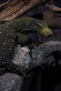 Black and yellow Lizard Royalty Free Stock Photo