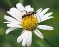 Black-and-yellow longhorn beetle on oxeye daisy