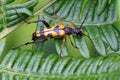 Black-and-yellow Longhorn Beetle - Rutpela maculata on a Bracken leaf.