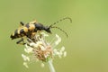 A Black and Yellow Longhorn Beetle Rutpela maculata formerly Strangalia maculata perched on a plant.
