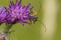 Black and Yellow Longhorn Beetle