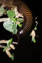 Black and yellow millipede Diplopoda curled up into a ball Royalty Free Stock Photo