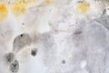 Black and yellow mold on the wall in the home, close-up Royalty Free Stock Photo