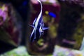 Moorish idol Zanclus cornutus fish looking staight into the camera