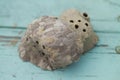 Black and Yellow Mud Dauber Nest Architecture