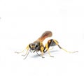 Black and yellow mud dauber Wasp lands for a moment before continuing its search for flowers Royalty Free Stock Photo