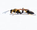 Black and yellow mud dauber Wasp spends a moment contemplating its next flight