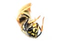 Black and yellow Norwegian wasp Dolichovespula norwegica