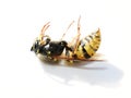 Black and yellow Norwegian wasp Dolichovespula norwegica