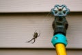 Black and Yellow Orb Weaver Spider Royalty Free Stock Photo