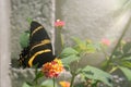 Black and yellow Papilio garamas tropical butterfly sitting on flower in garden under sunlight Royalty Free Stock Photo