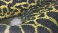 Black-and-yellow Paraguayan anaconda, Eunectes notaeus, resting close-up in a terrarium. Royalty Free Stock Photo
