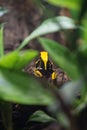 Black and Yellow Poison Dart Frog