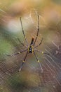 Black and yellow poisonous tropical spider in jungle in Thailand