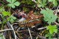 Black/Yellow/Red millipede crawling on the forest floor
