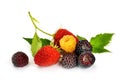 Black yellow and red raspberries Royalty Free Stock Photo