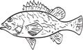 Black and Yellow rockfish line drawing cartoon