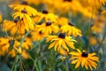 Black and yellow Rudbeckia flowers from close Royalty Free Stock Photo